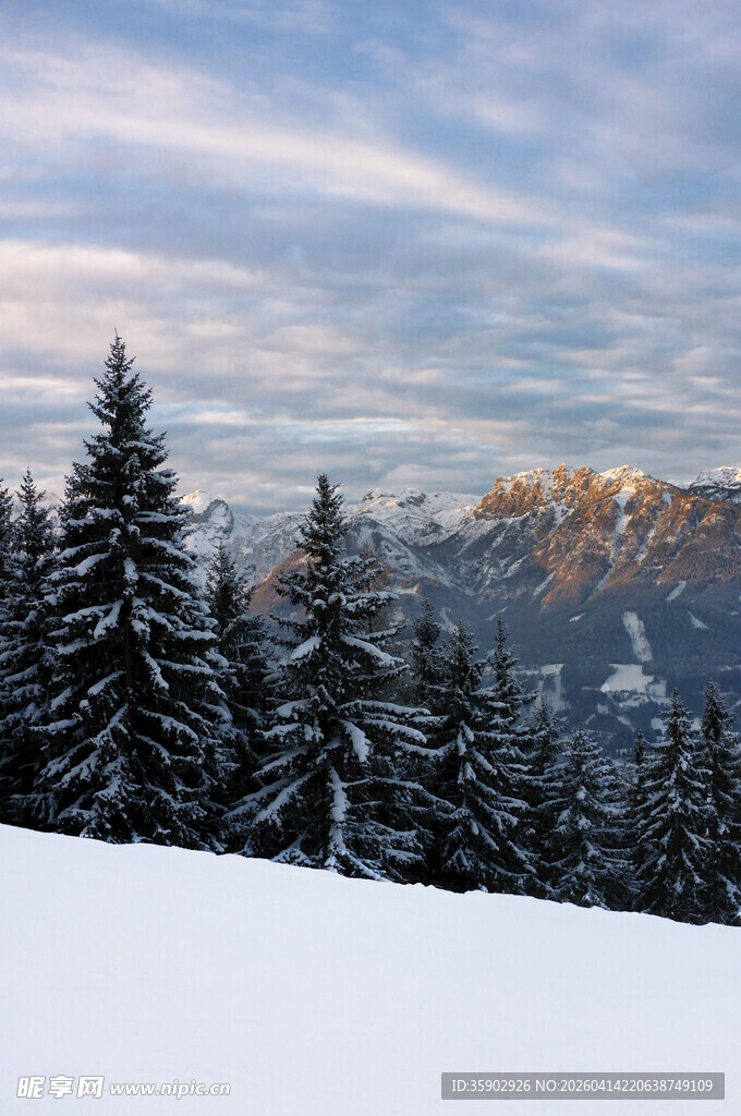 冬日雪山松林美景