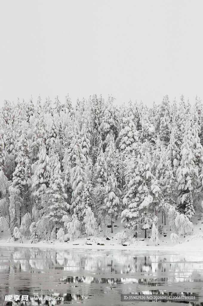 冬日雪覆森林湖畔景致