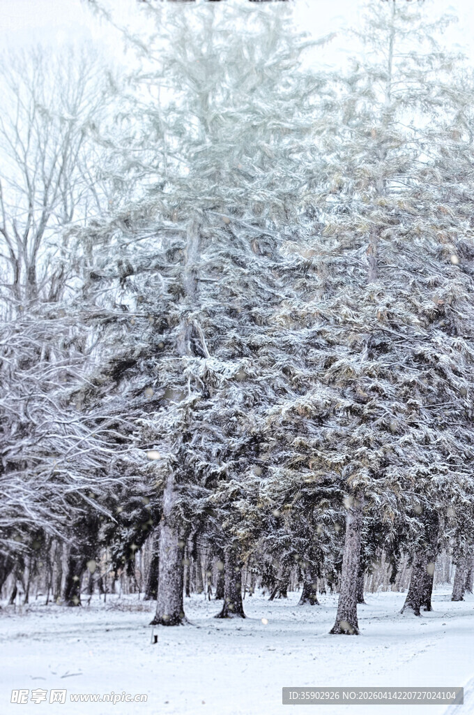 冬日雪景树林静谧之美