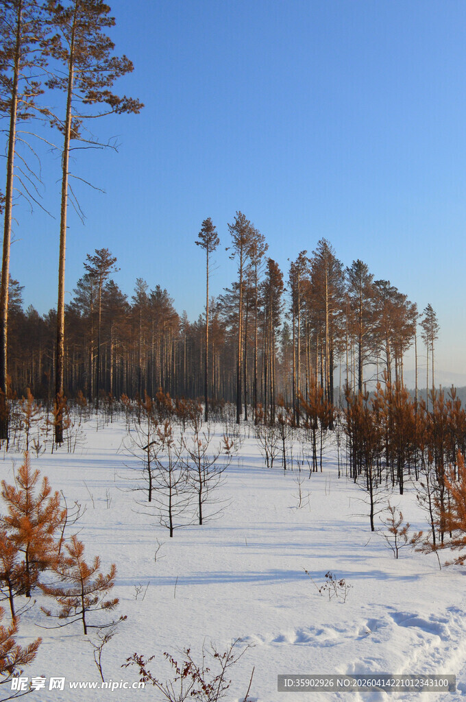 冬日雪地中的挺拔松树林