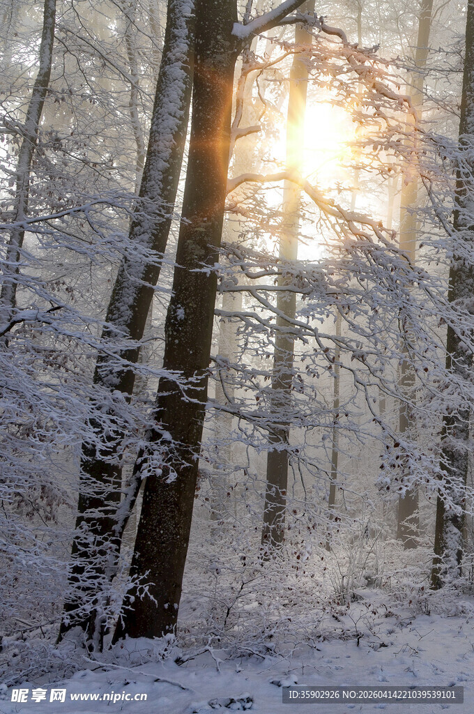 冬日雪林阳光穿透树木