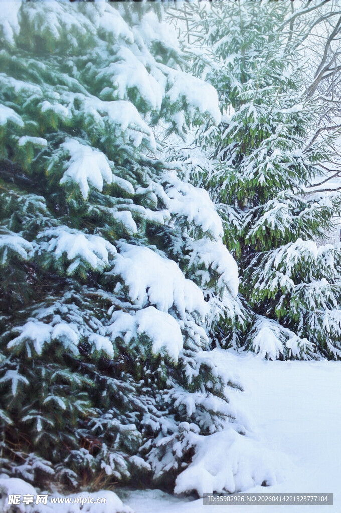 雪覆松林美景