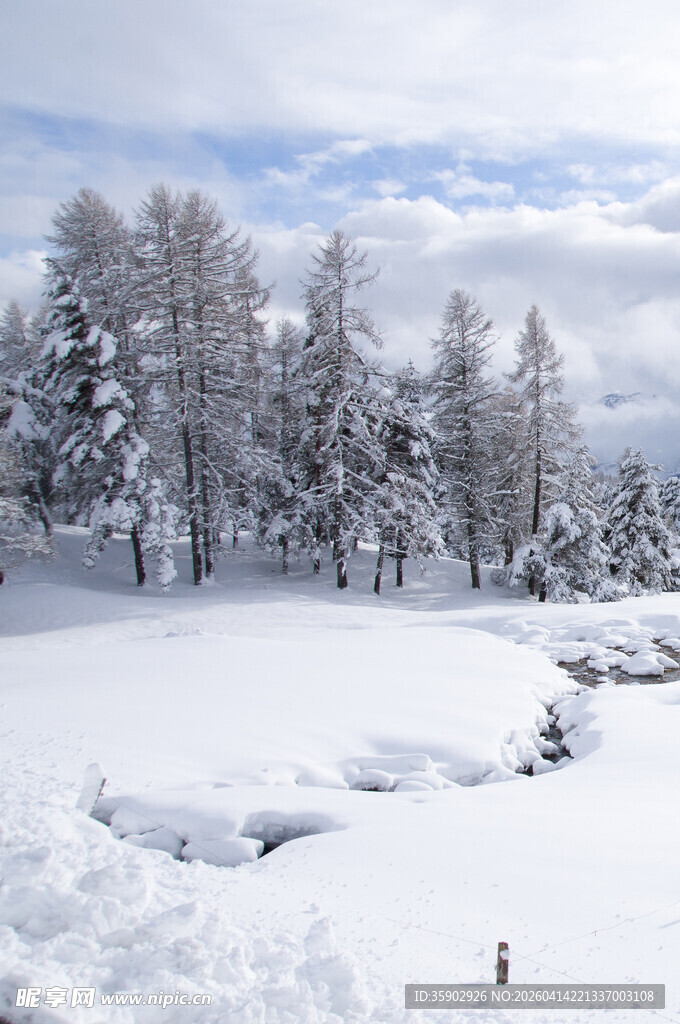 冬日雪景中的树木与积雪