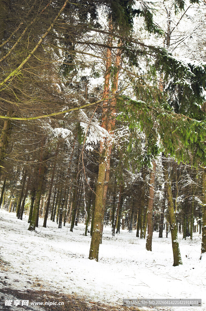 冬日雪覆森林美景