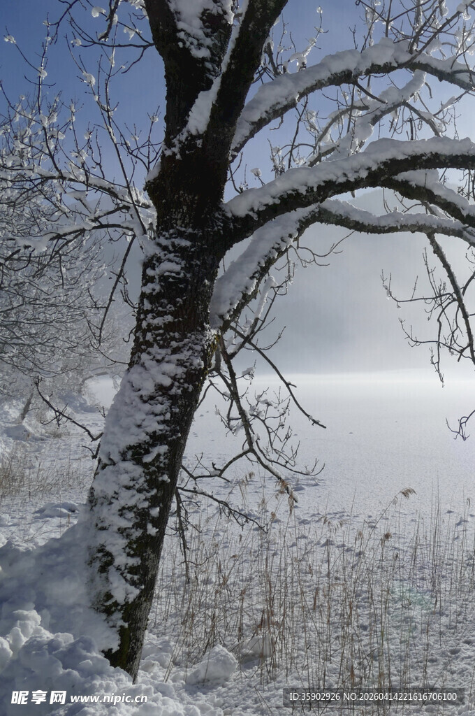 雪覆枯树的冬日萧瑟景象