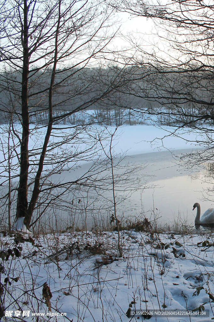 冬日湖畔雪景中的孤鹅