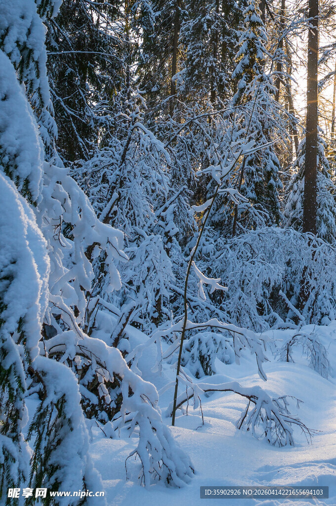 冬日雪覆森林美景