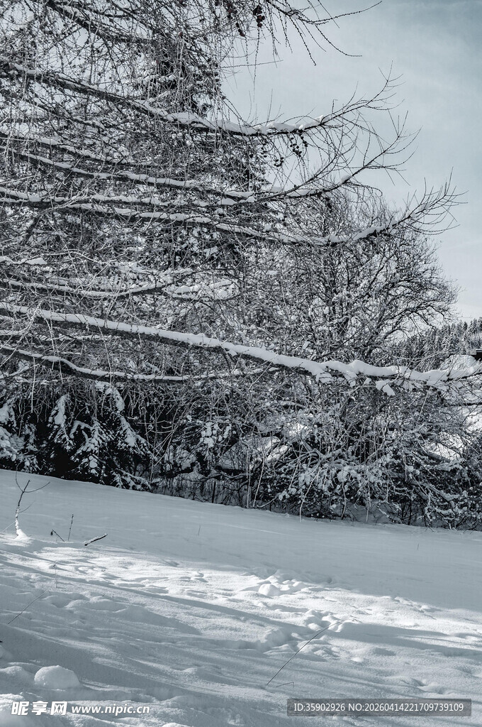 雪覆树木的冬日美景