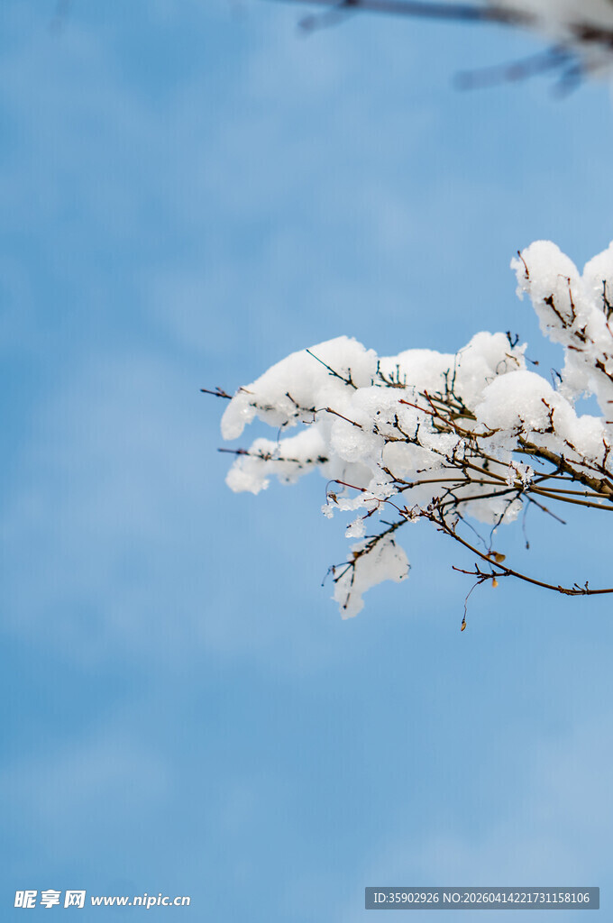 枝头覆雪映蓝天