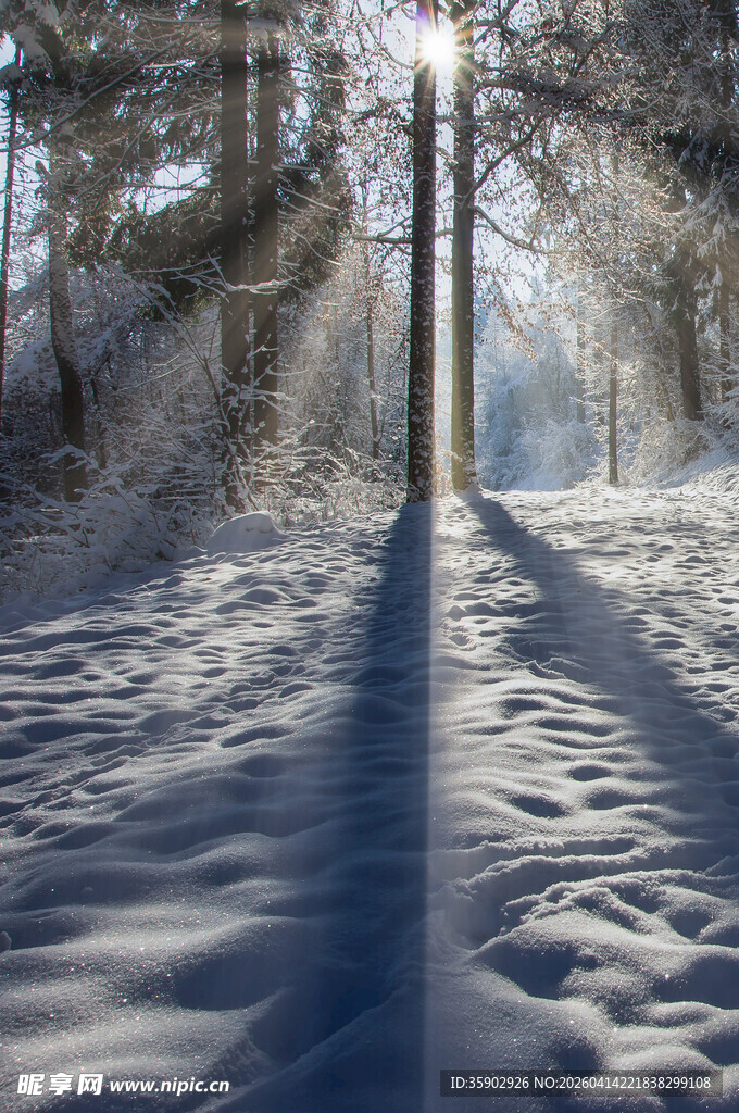 冬日雪地林间阳光斑驳景