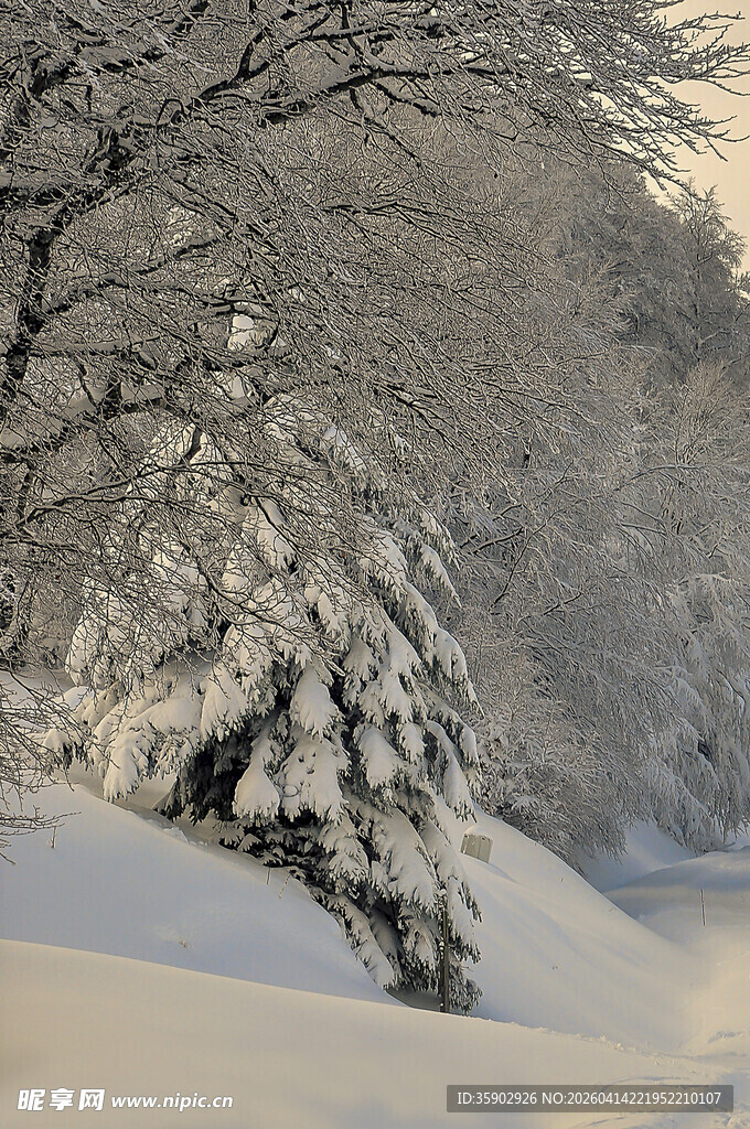 冬日雪景中的覆雪树木