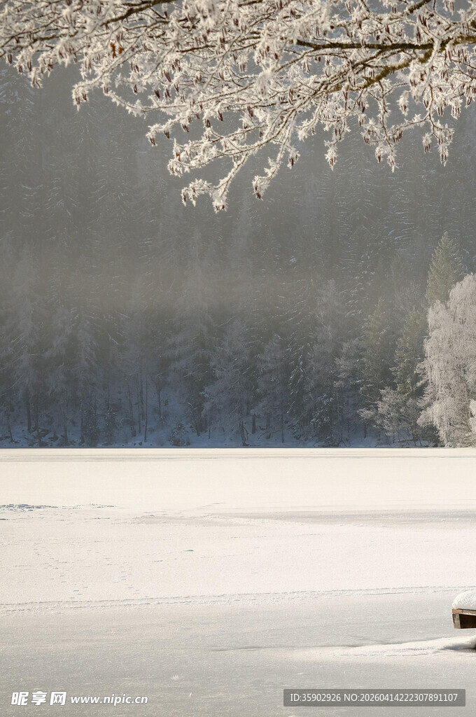 冬日雪景枝头覆雪的静谧画面