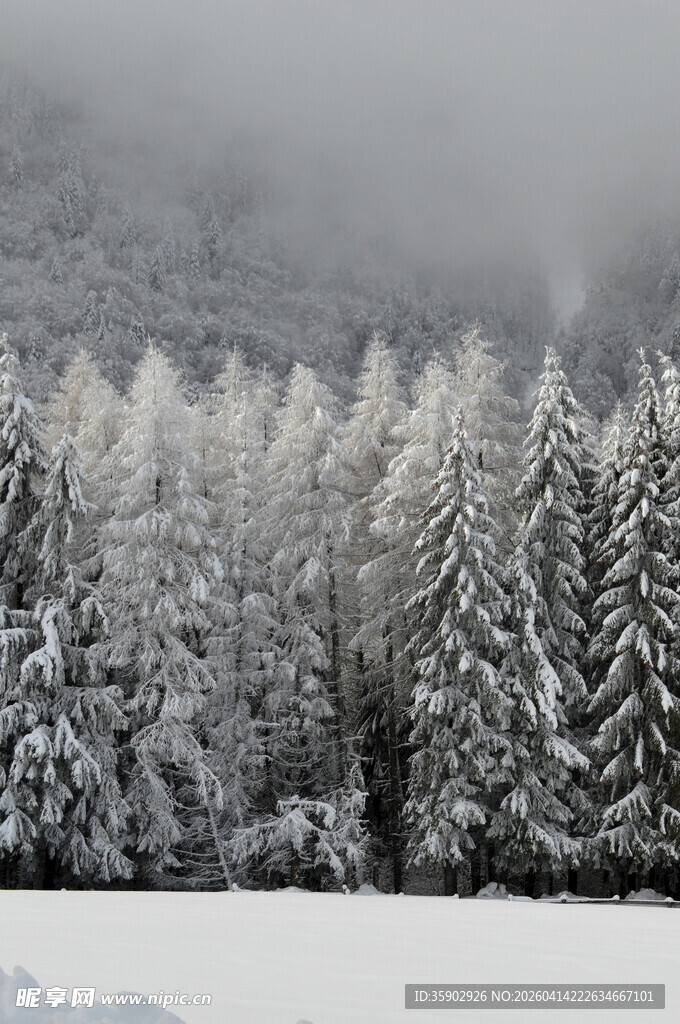 冬日雪覆森林美景
