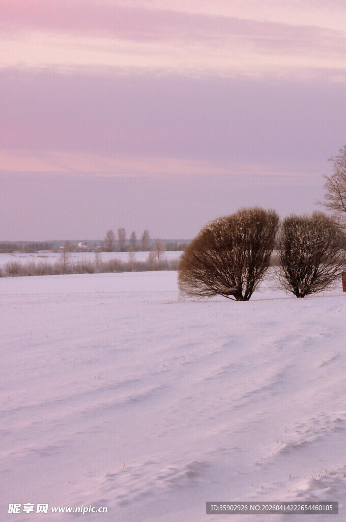 冬日雪野中的孤树