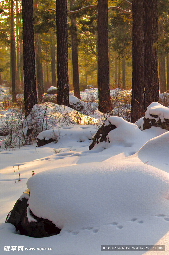 冬日雪覆森林静谧美景