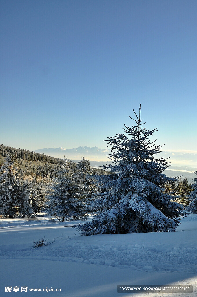 雪覆松林的冬日美景