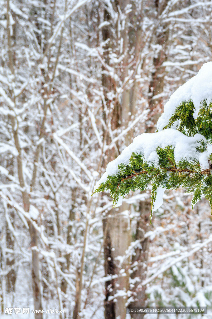 雪覆树林中的翠绿枝叶