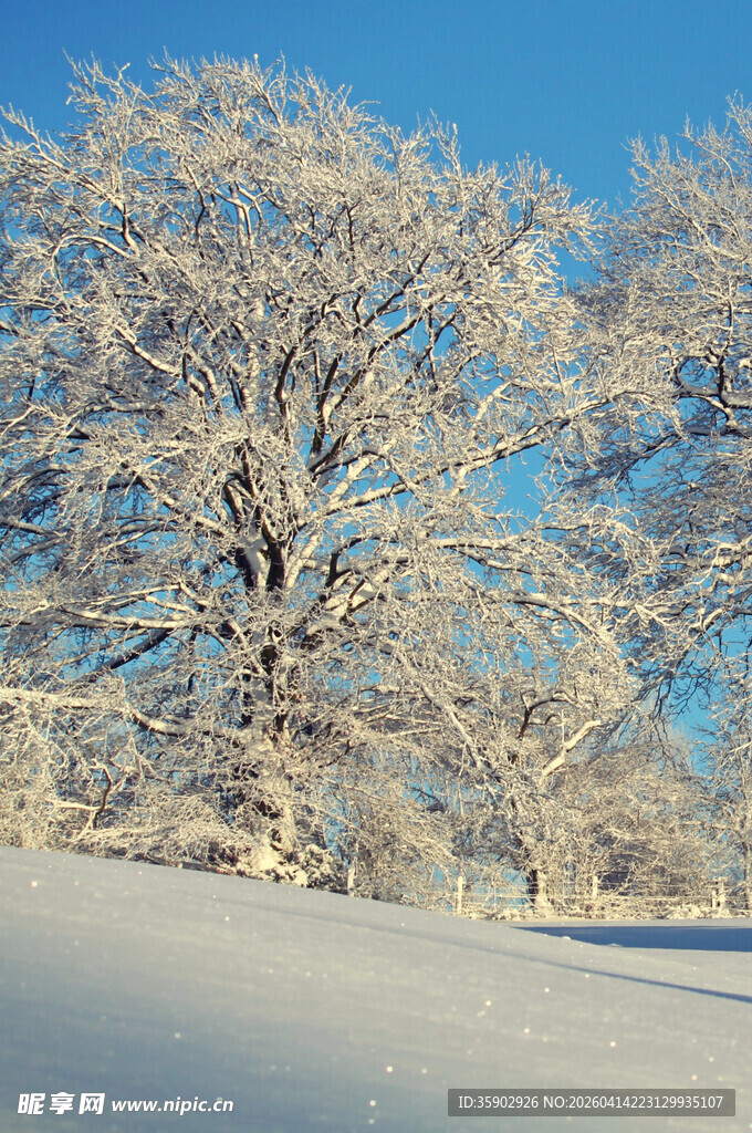 冬日雪覆树木的美丽景致