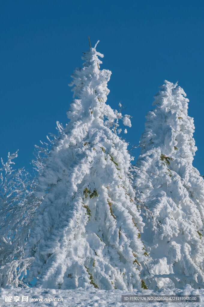 雪覆树木的冬日美景