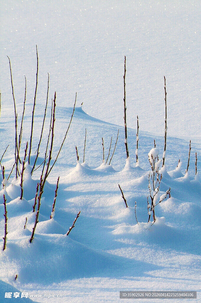 雪覆盖的荒野植物景观