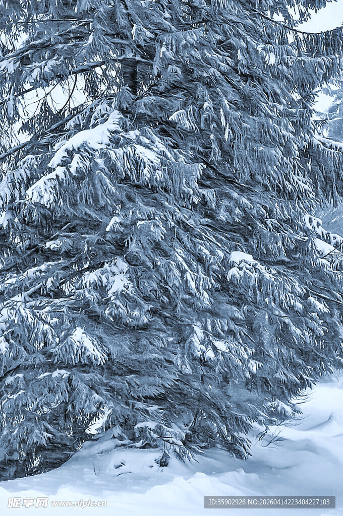 雪覆松林美景