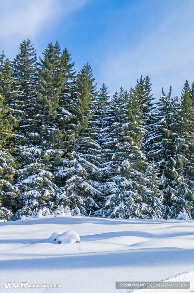 冬日雪覆松林美景