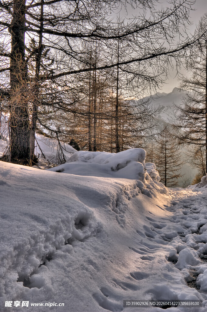 冬日雪林小径的静谧美景