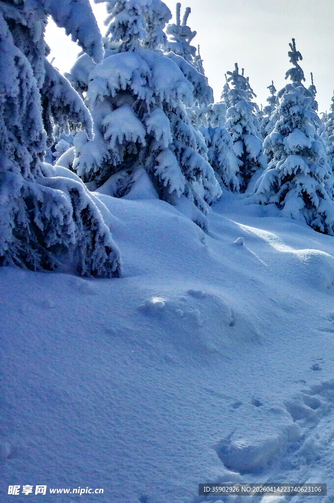 雪覆松林的冬日美景