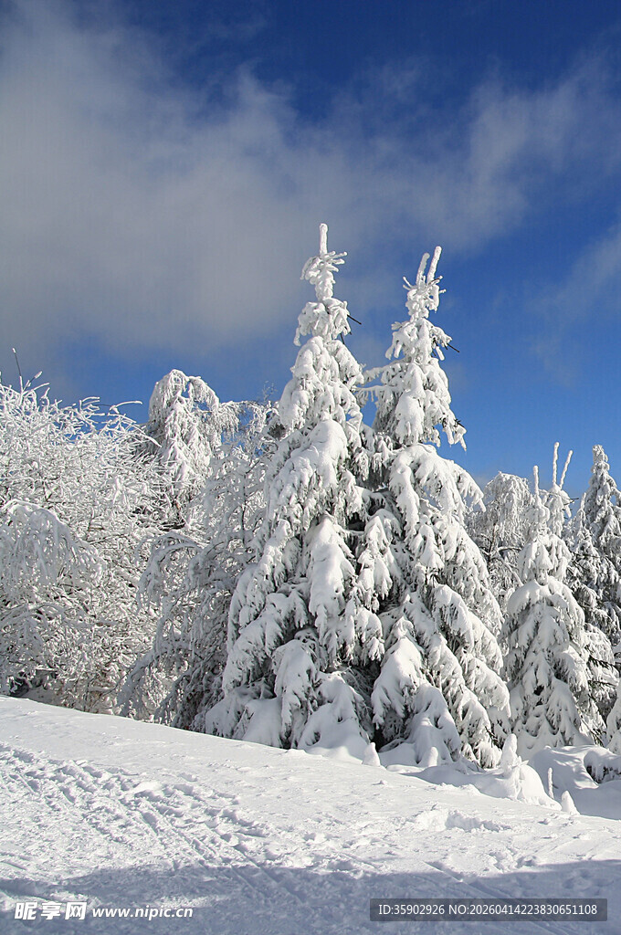 冬日雪景中的银白松林