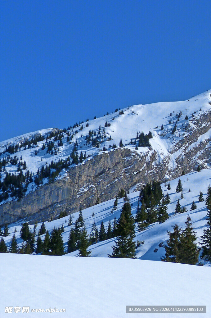 雪山松林美景