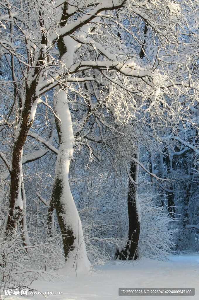 冬日雪覆树林美景