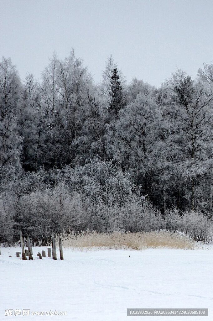 冬日雪覆树林的宁静景象