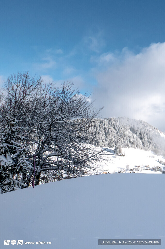 冬日雪景中的枯树景观