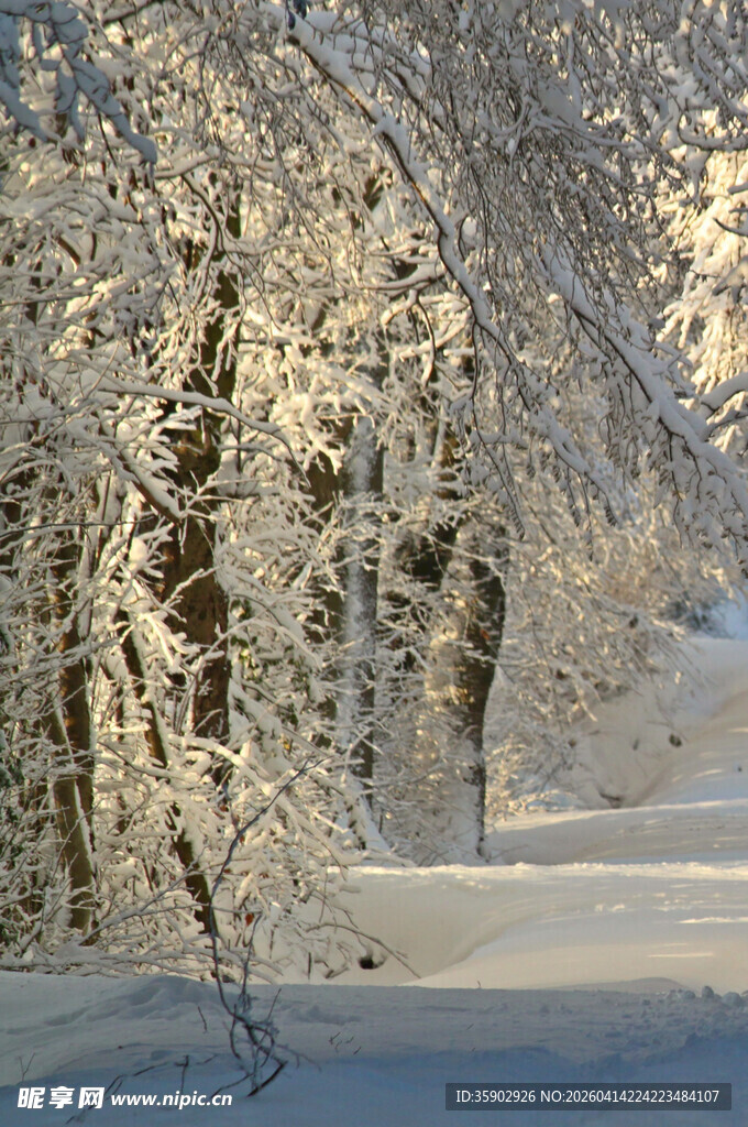 冬日雪覆树林美景
