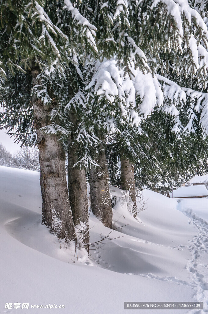雪覆树林冬日静谧景象