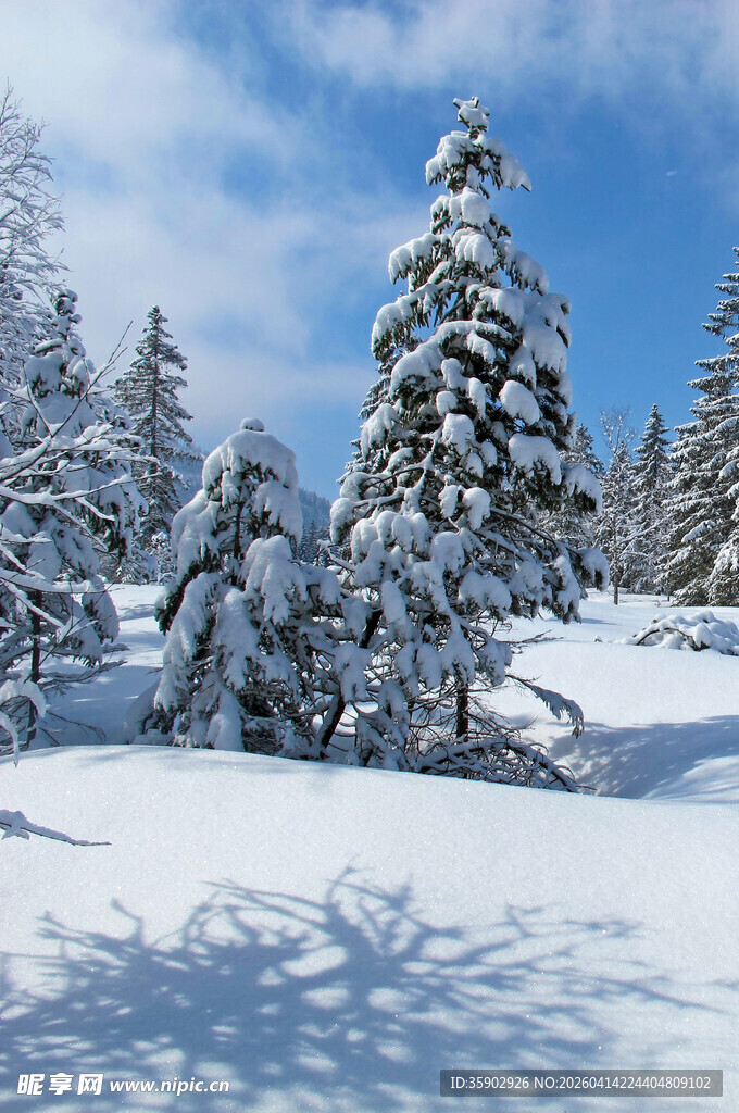 冬日雪景中的银白树木