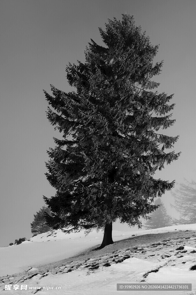 雪地上的孤独松树