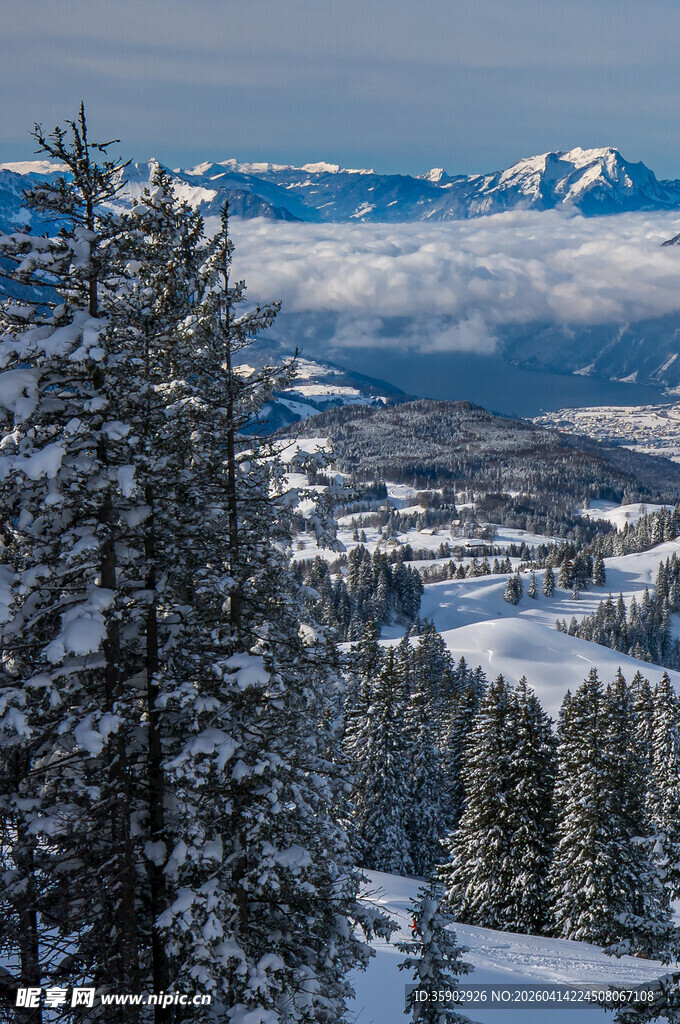 冬日雪山松林美景