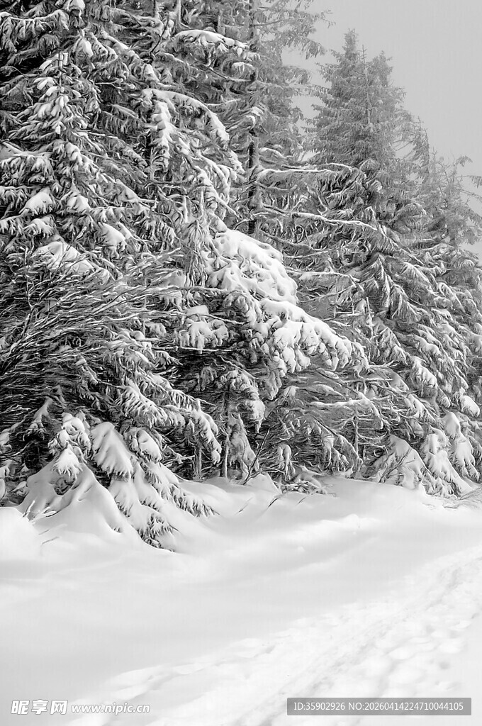 冬日雪景中的雪覆树林