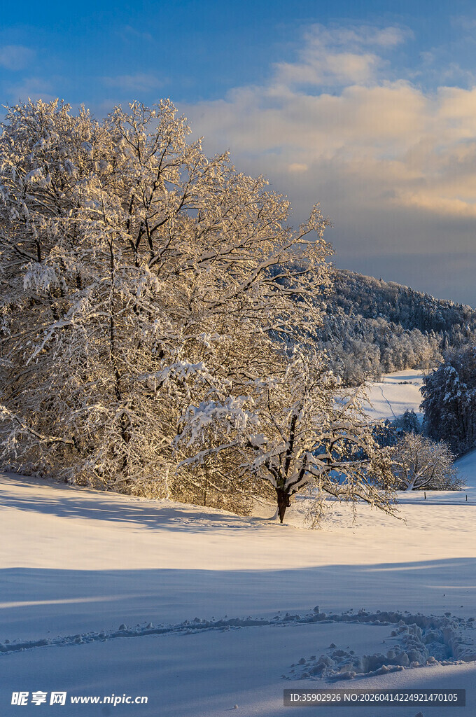 冬日雪景中的孤树