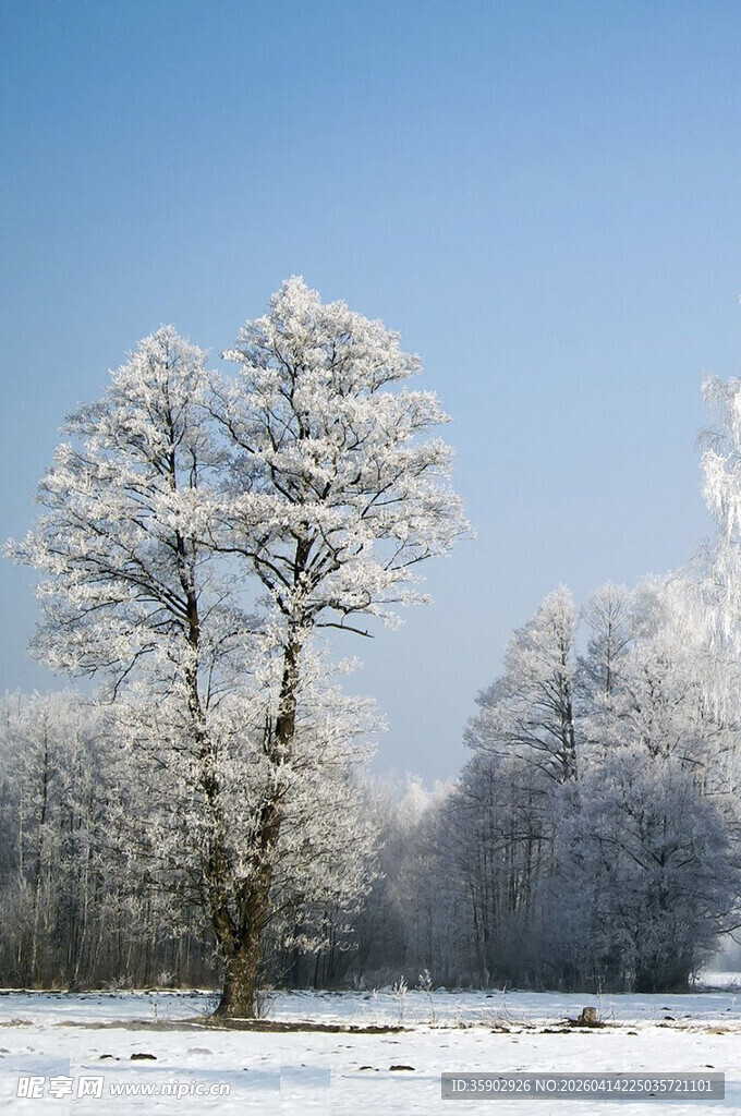 冬日雪覆树木美景
