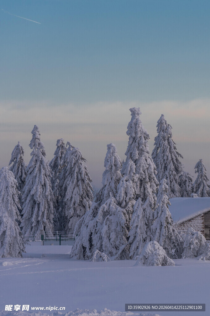 冬日雪景中的银白松林