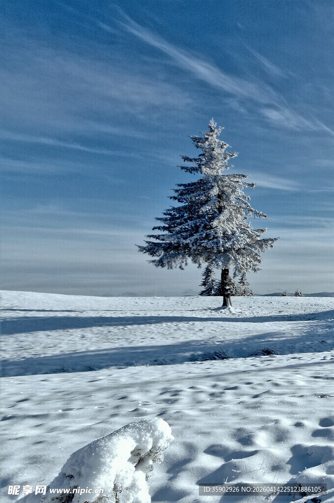 雪地孤树冬日纯净美景