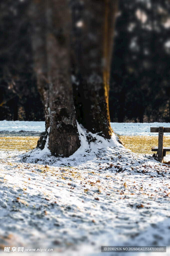 冬日林间覆雪的静谧景象