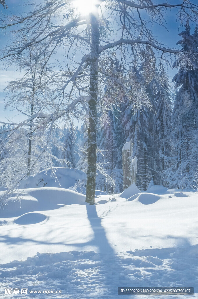 冬日雪林阳光洒落美景