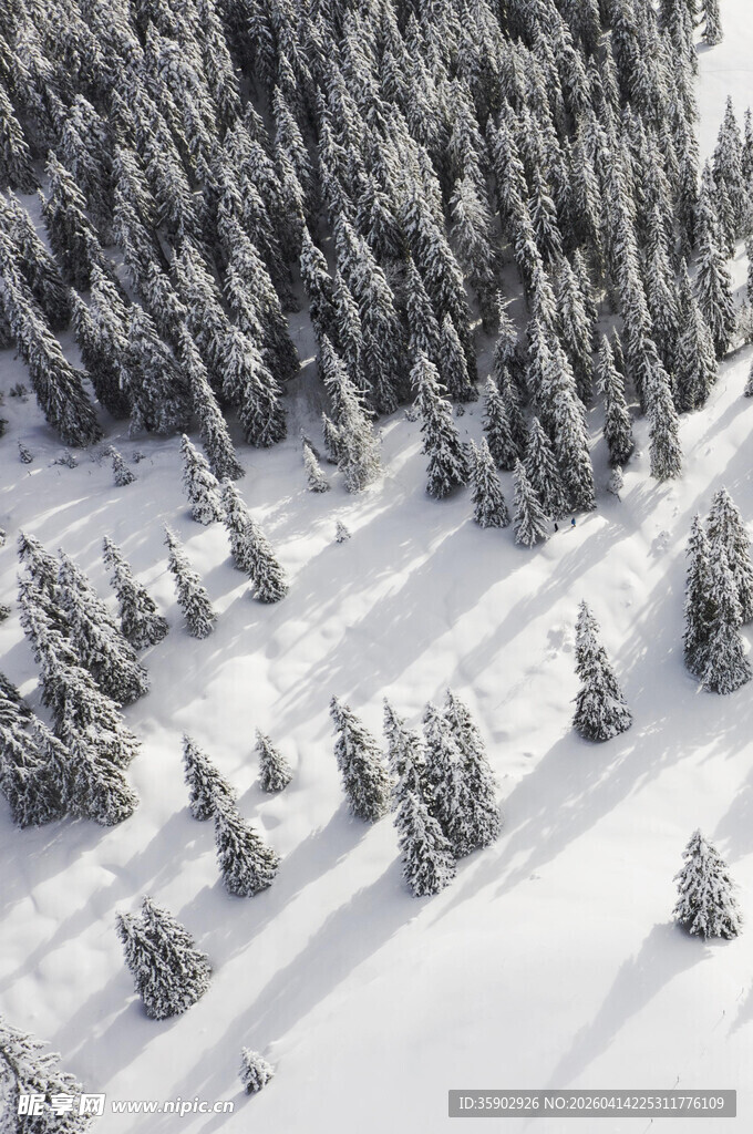 冬日雪覆松林鸟瞰美景