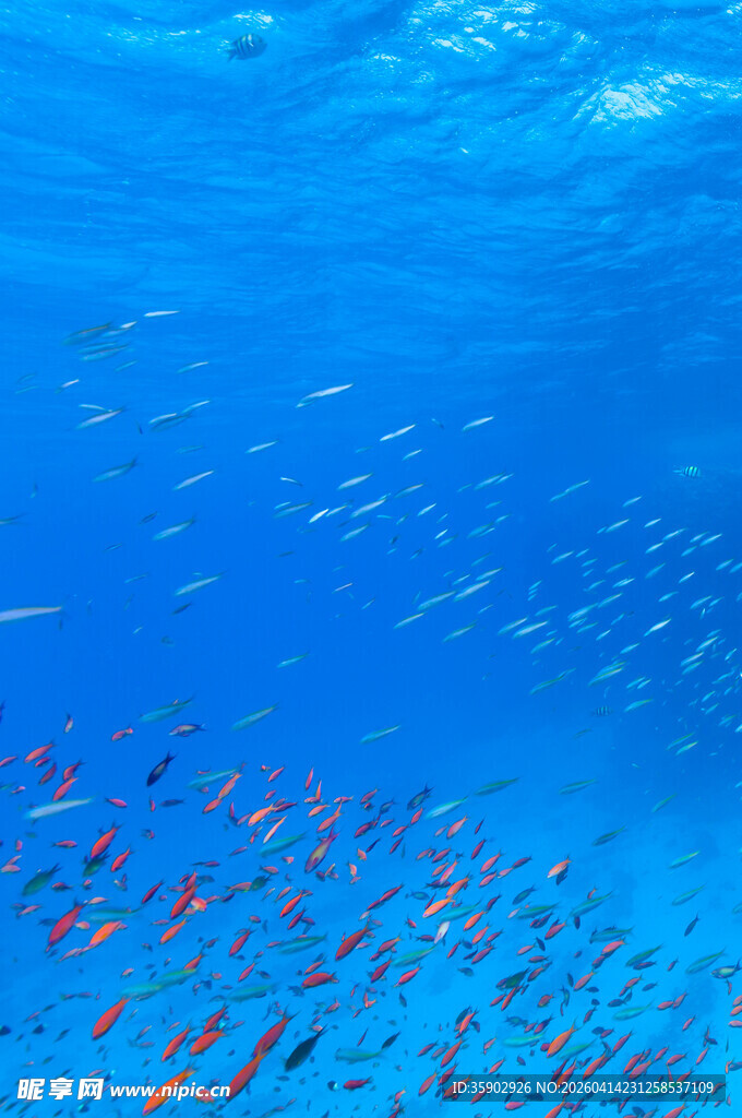 海底鱼群畅游美景