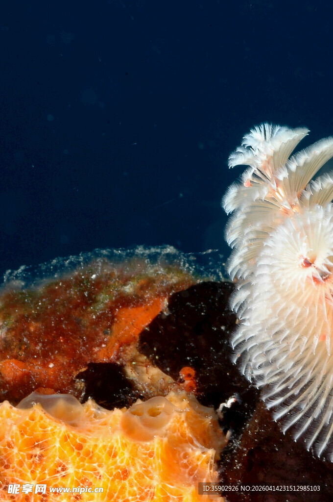海底奇异海蛞蝓特写
