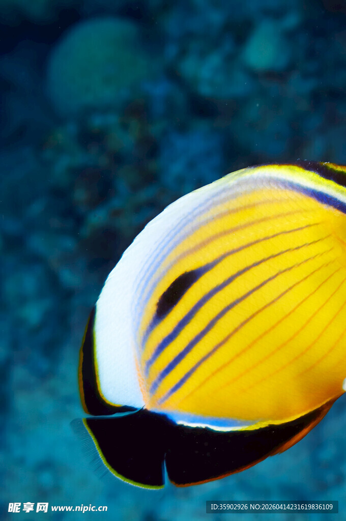 黄色条纹海鱼特写
