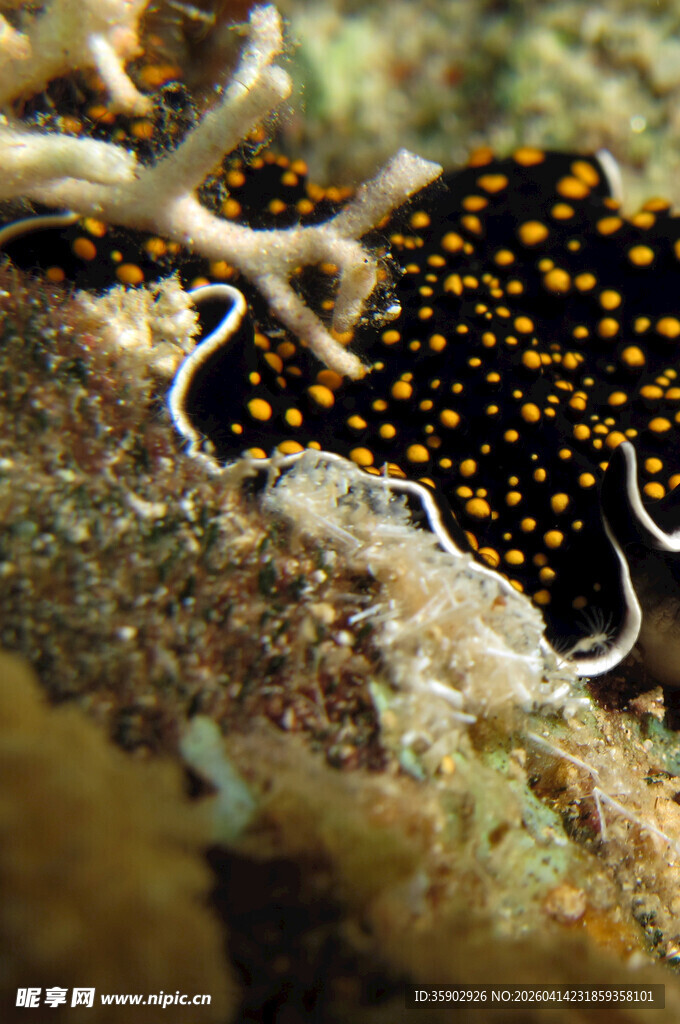 海底奇异海蛞蝓特写